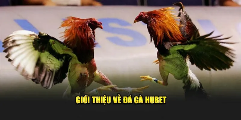 Thông tin chi tiết về đá gà Hubet cho newbie 